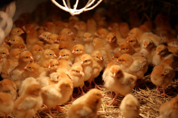 best light for egg production