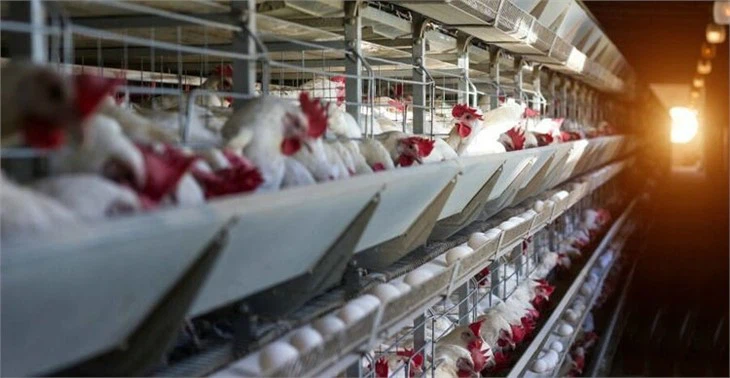 lighting for broilers