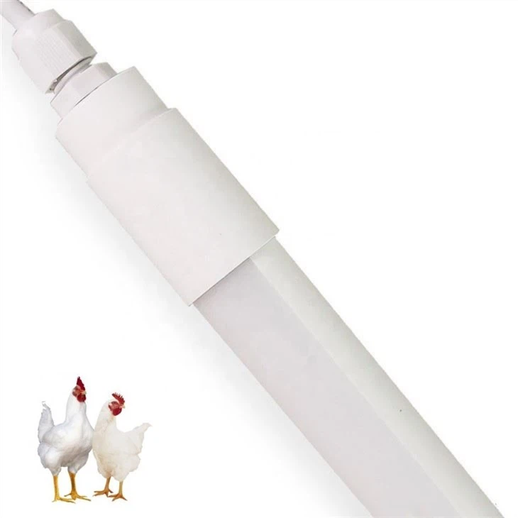 Lights For Chickens Laying Eggs